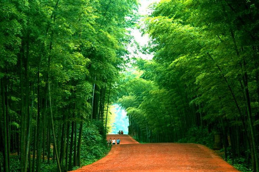 井崗山百竹林 井崗山百竹林