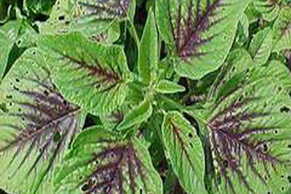 Amaranthus tricolor (vegetable group)