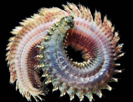 海生蠕蟲