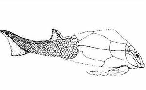 頭甲魚
