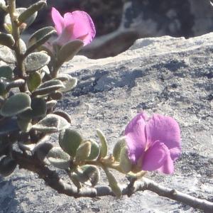 Podalyria hirsuta