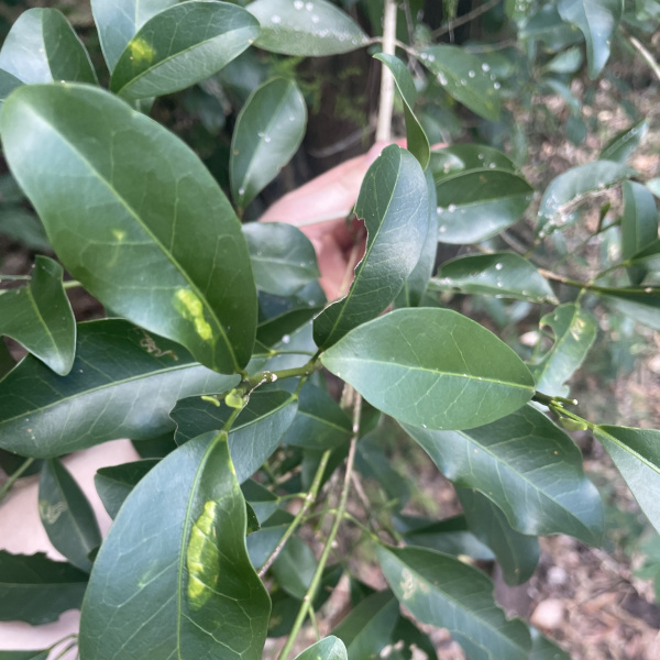 Acronychia laevis