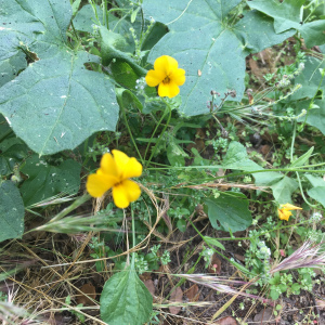 Viola pedunculata