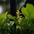 米蘭花