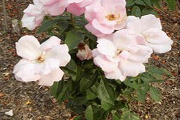 Rosa SEA SHELL THRIVE