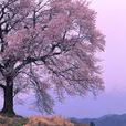 紫樹