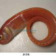 赤刀魚 赤刀魚