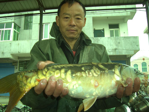 永泰鎮一位漁民從贛江捕獲一條“粗鱗鯉魚”