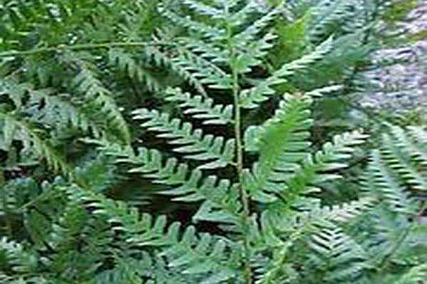 Dryopteris celsa