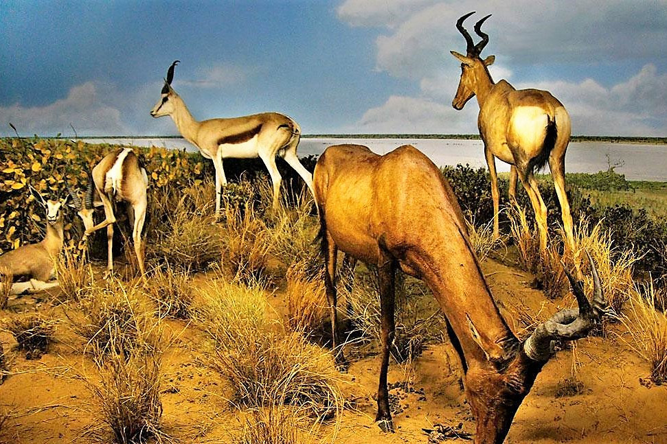 卡拉哈迪大羚羊國家公園