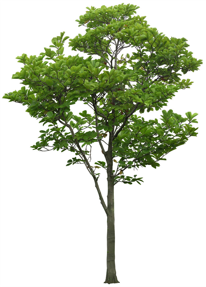 卡伐利亞樹