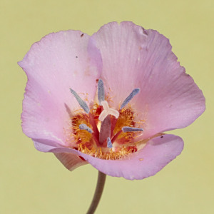 Calochortus palmeri