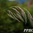 單蕊拂子茅 單蕊拂子茅