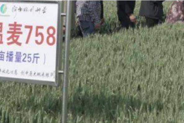 溫麥758 溫麥758