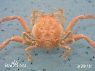 台灣玉蟹