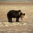 西藏棕熊(棕熊青藏亞種)