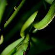 竹葉青蛇(青竹蛇(動物)) 竹葉青蛇(青竹蛇(動物))