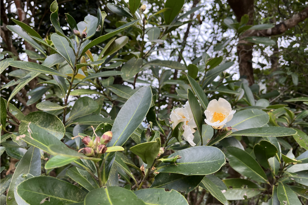 大頭茶屬 大頭茶屬