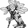 粗軸蕘花(厚軸蕘花) 粗軸蕘花(厚軸蕘花)