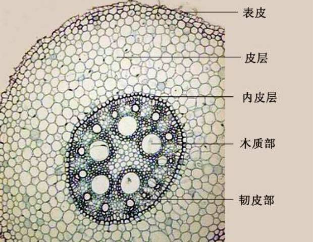 根的初生生長與初生結構的形成