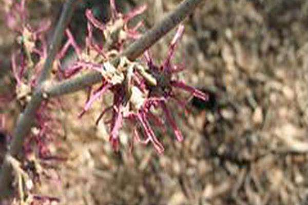 Hamamelis vernalis \x27Kohankie Red\x27