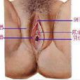 外陰