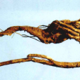 藍花棘豆(中藥) 藍花棘豆(中藥)