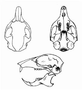 橙腹長吻松鼠(圖2)——頭骨