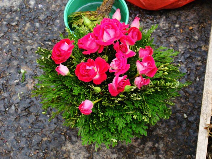 還陽花 還陽花