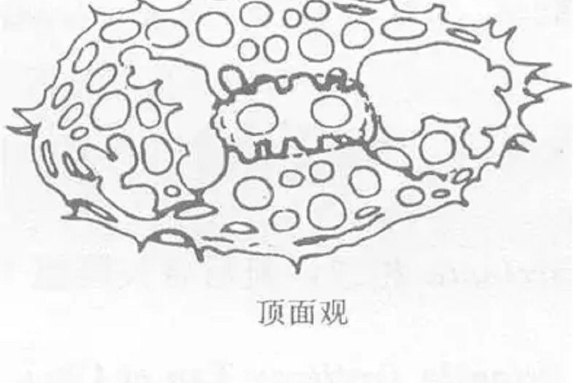 盾八門孔蟲 盾八門孔蟲