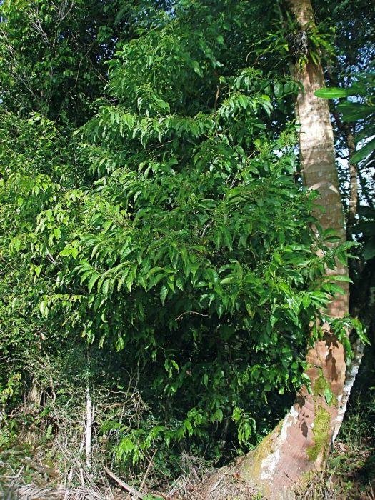 茜樹屬 茜樹屬