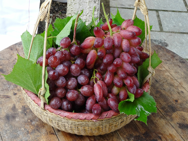 資源紅提 資源紅提