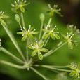 白背牛尾菜 白背牛尾菜