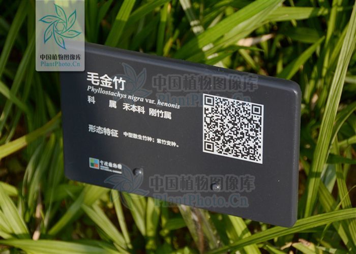 黃山庫-毛金竹 黃山庫-毛金竹