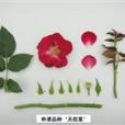 天權星(薔薇屬月季栽培品種) 天權星(薔薇屬月季栽培品種)