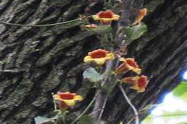 Bignonia capreolata Bignonia capreolata