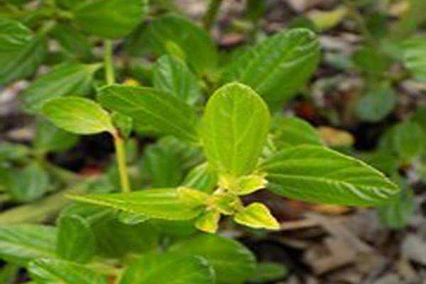 Ceanothus thyrsiflorus \x27Skylark\x27