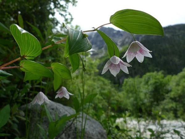 扭柄花 扭柄花
