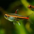 紅線波魚 紅線波魚