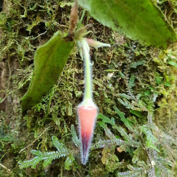 Ceratostema lanigerum