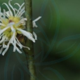 四藥門花屬 四藥門花屬