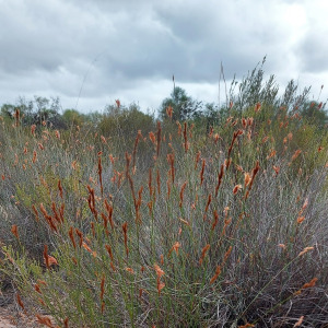 Thamnochortus punctatus