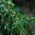 華南馬尾杉 華南馬尾杉