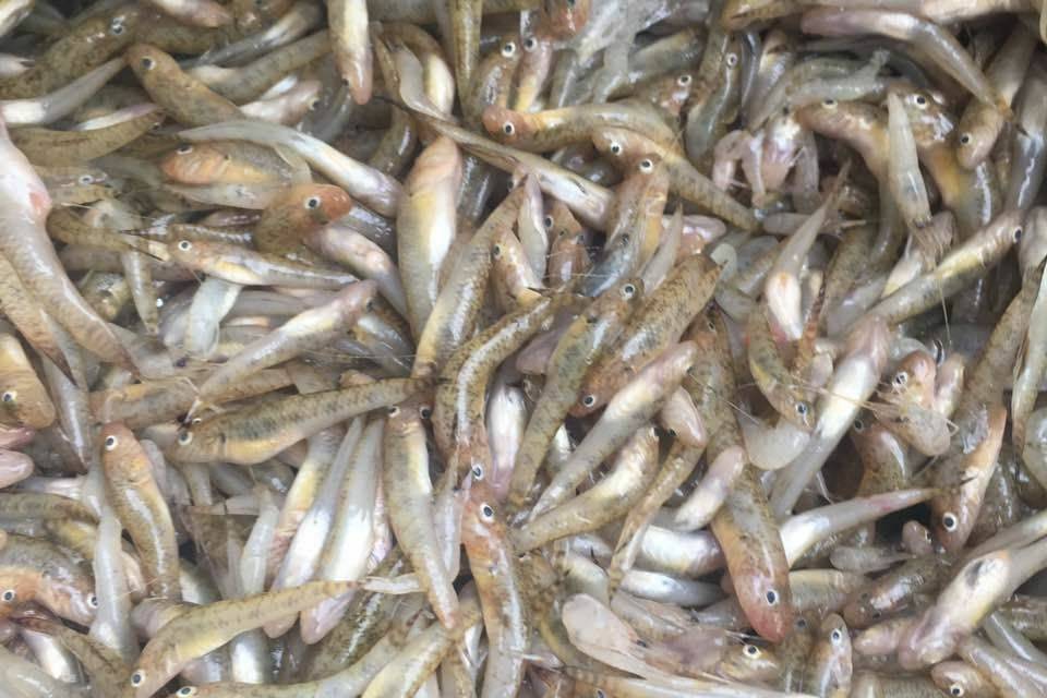 坑魚屬