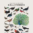 雞形目(雞形目(Galliformes)) 雞形目(雞形目(Galliformes))