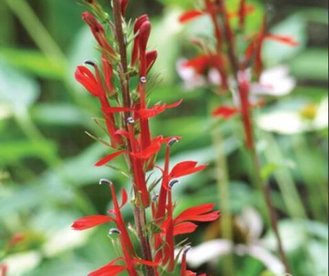 Lobelia cardinalis \x27Fried Green Tomatoes\x27 Lobelia cardinalis \x27Fried Green Tomatoes\x27