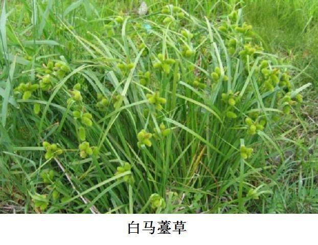 白馬薹草 白馬薹草