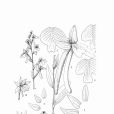普格紅門蘭 普格紅門蘭
