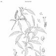 碧口柳 碧口柳