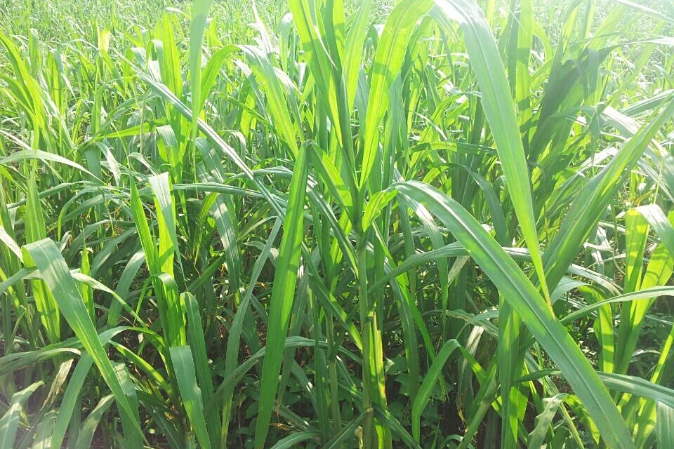 桑草青貯1號 桑草青貯1號